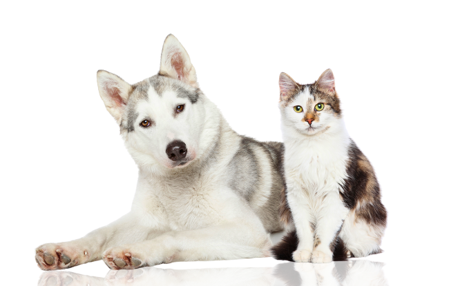 Cachorro e gato
