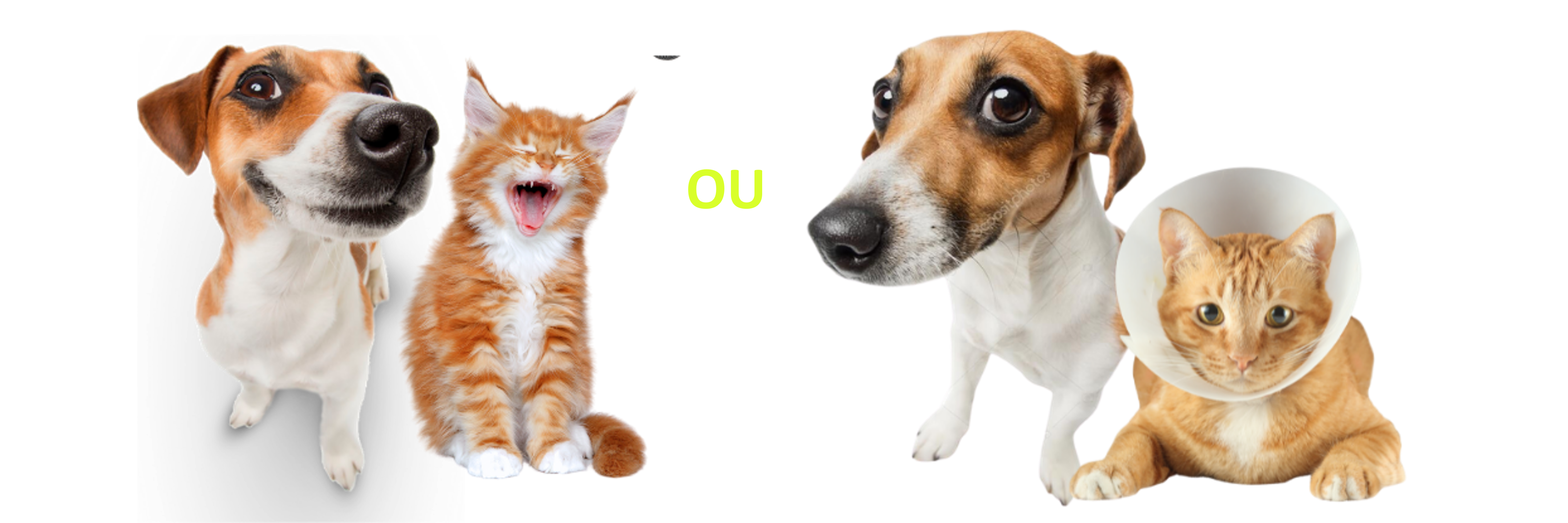 Comparação entre pets saudáveis e pets em recuperação